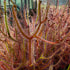 Drosera binata var. dichotoma - Australia DBI-3