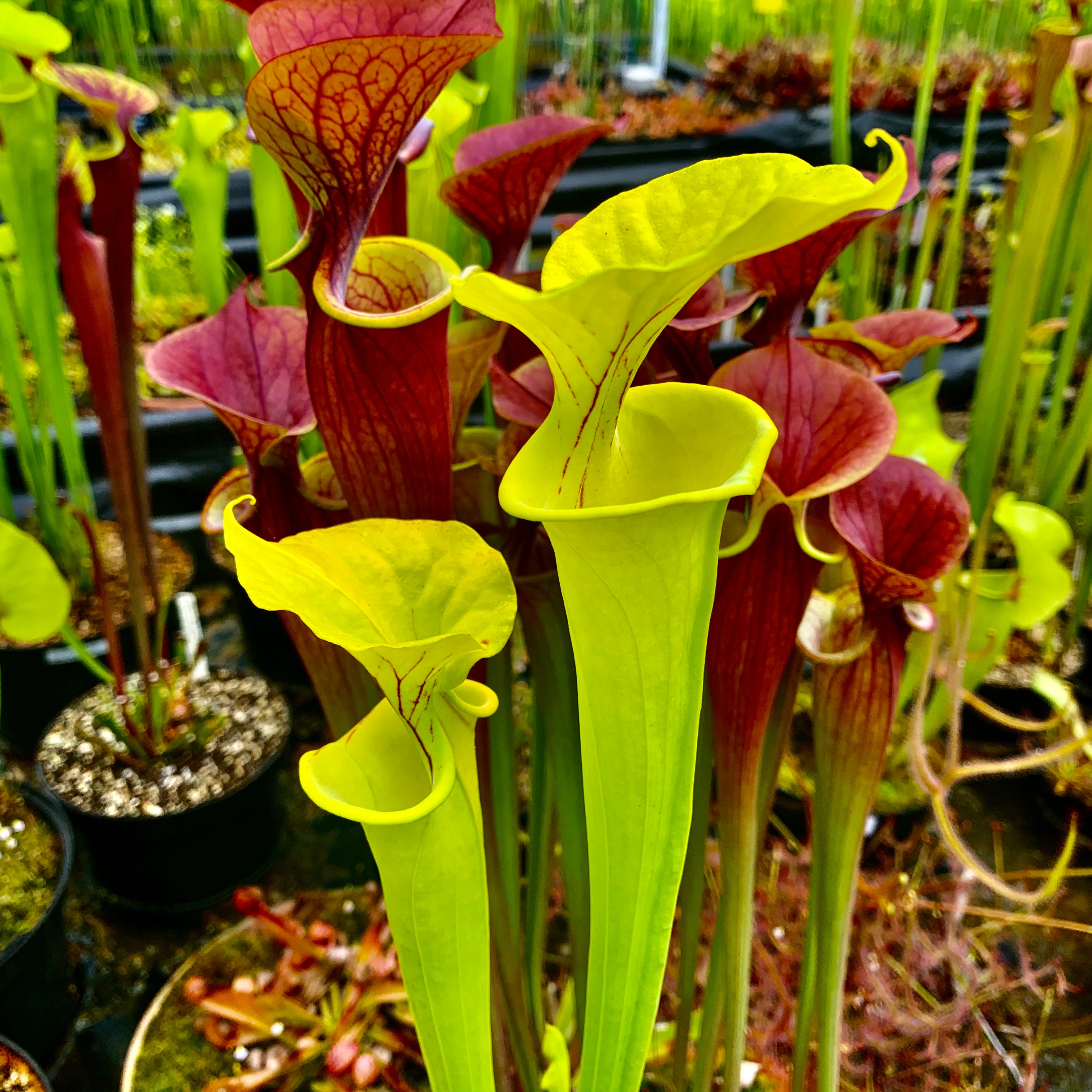 Sarracenia flava cv. 'Goldie'