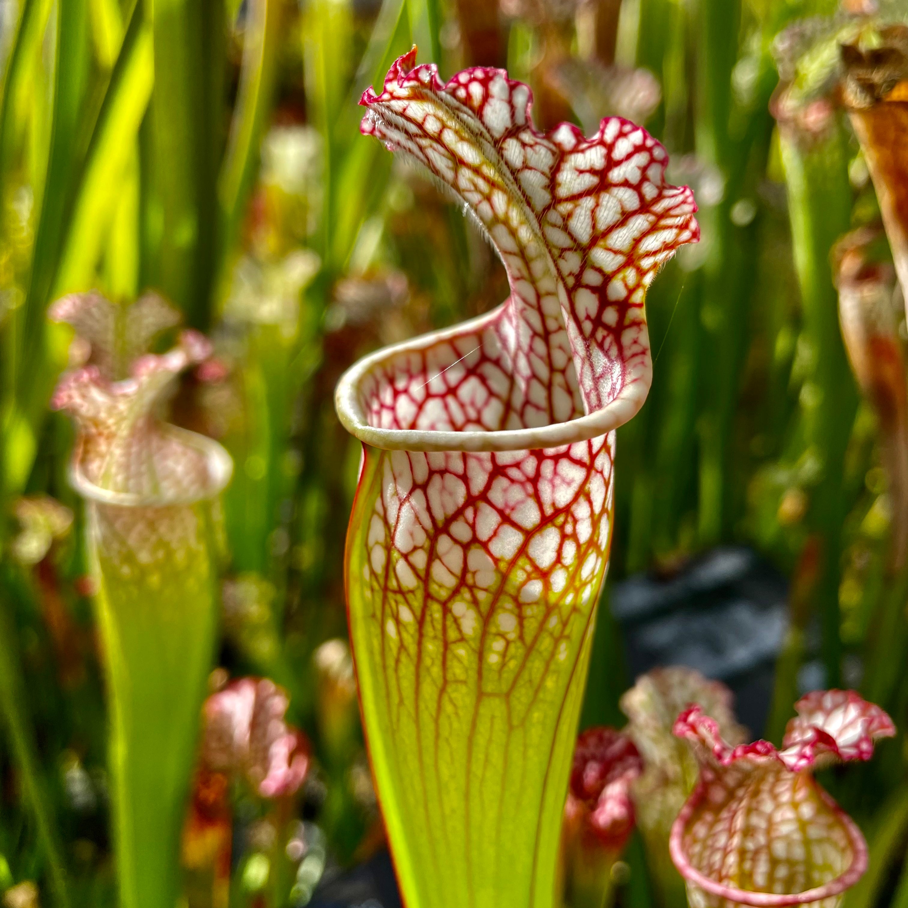 Sarracenia leucophylla var. leucophylla - Red Form, Alabama