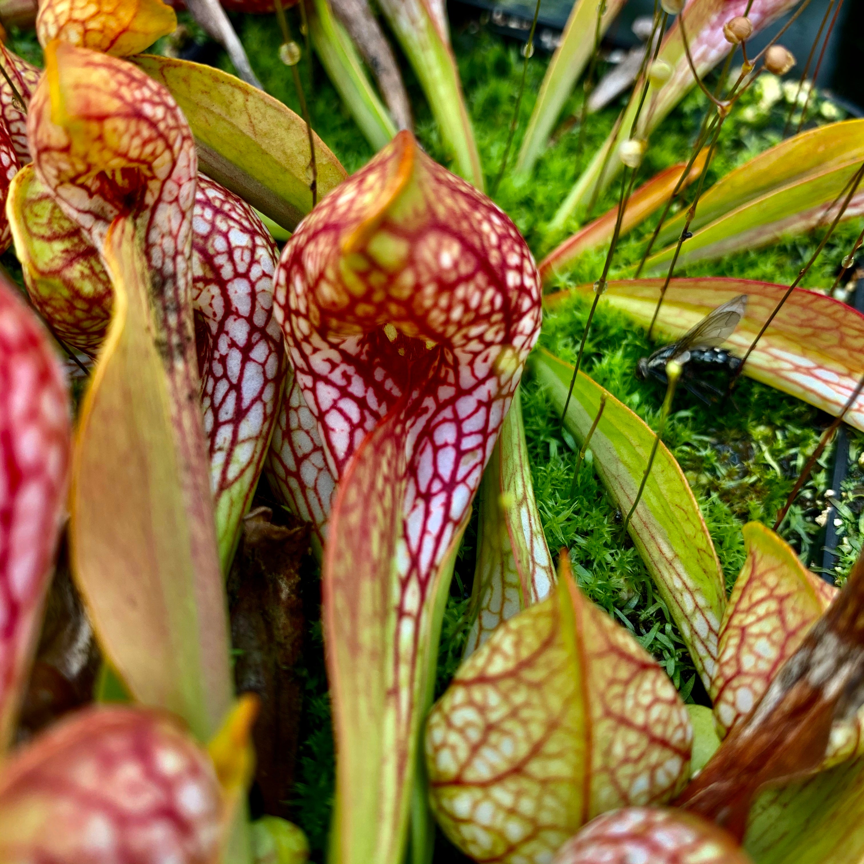 Sarracenia psittacina Collection