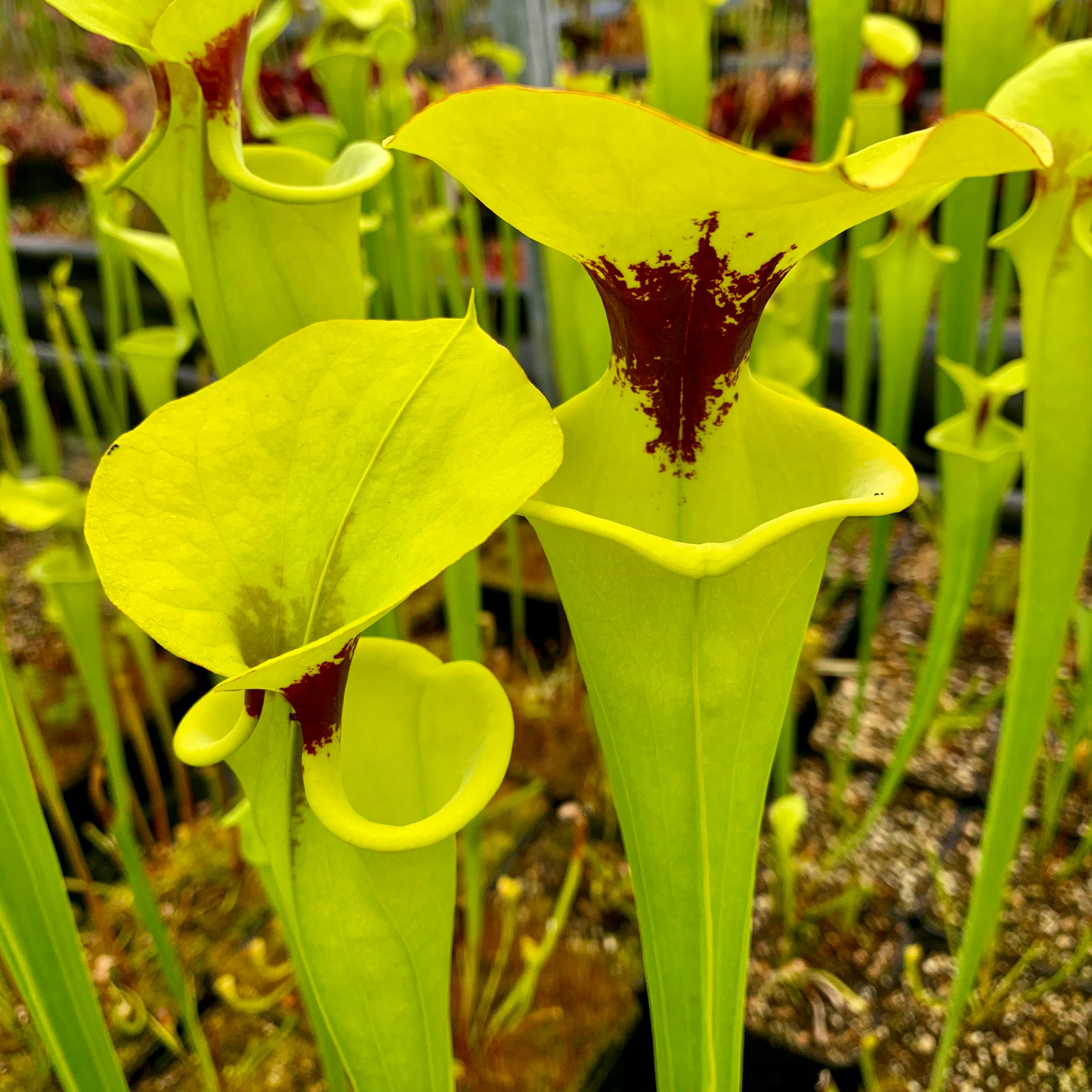 Sarracenia flava var. rugelii - Giant Robust Plant