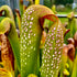 Sarracenia minor var. okefenokeensis – Small