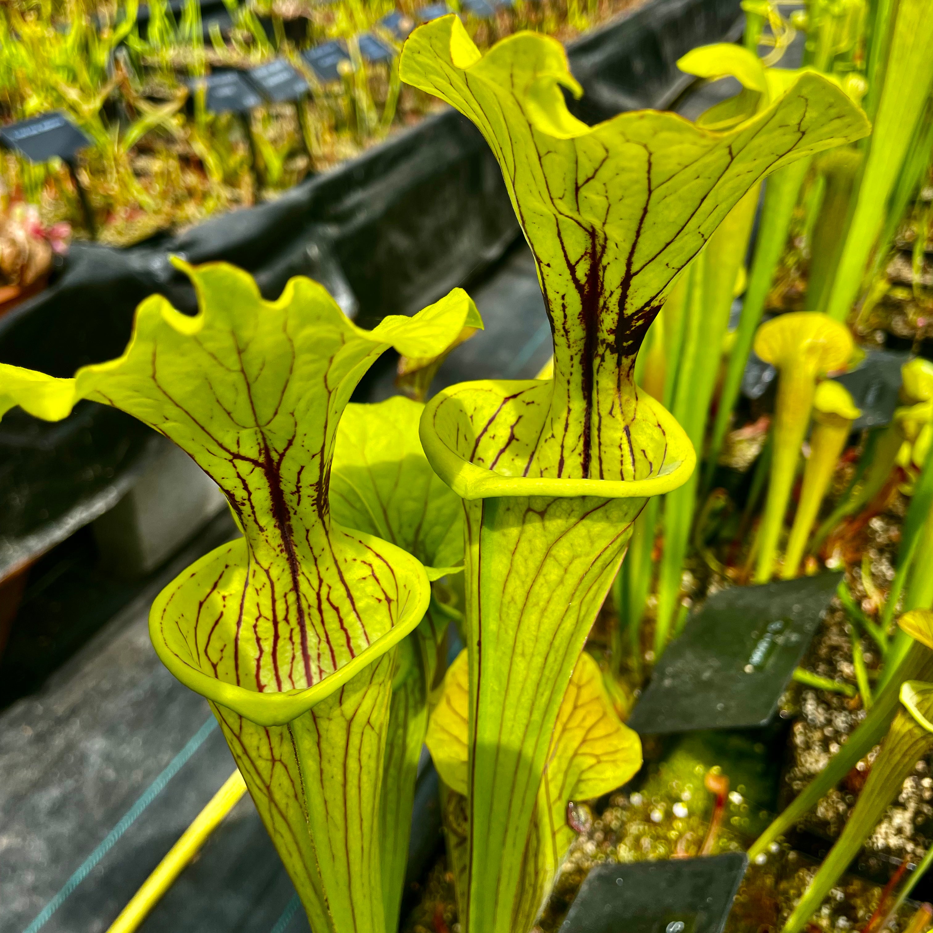 Sarracenia flava x oreophila