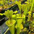 Sarracenia flava x oreophila