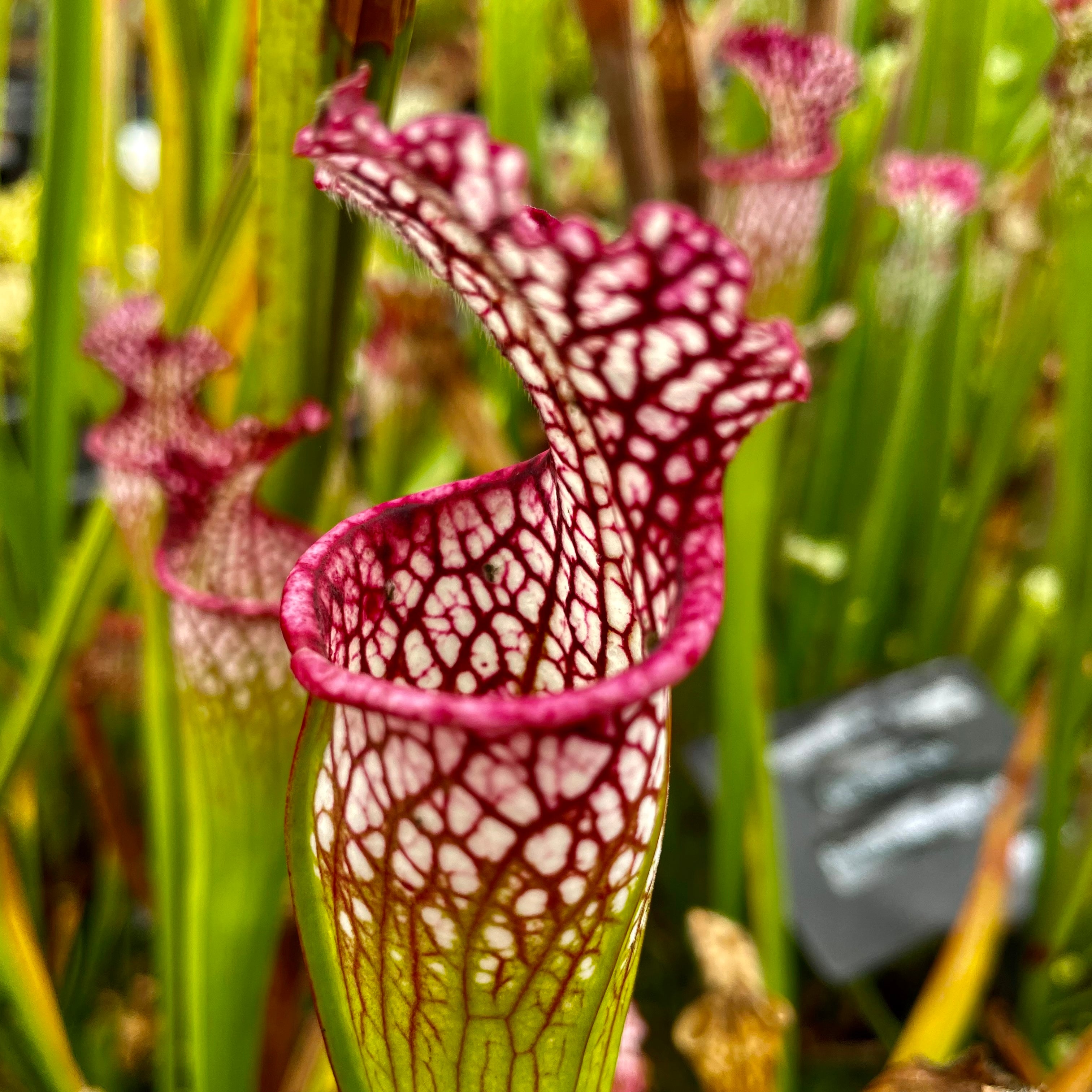 Sarracenia leucophylla var. leucophylla - Red Form, Alabama