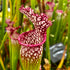 Sarracenia leucophylla var. leucophylla - Red Form, Alabama