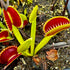 Dionaea muscipula - Dentate