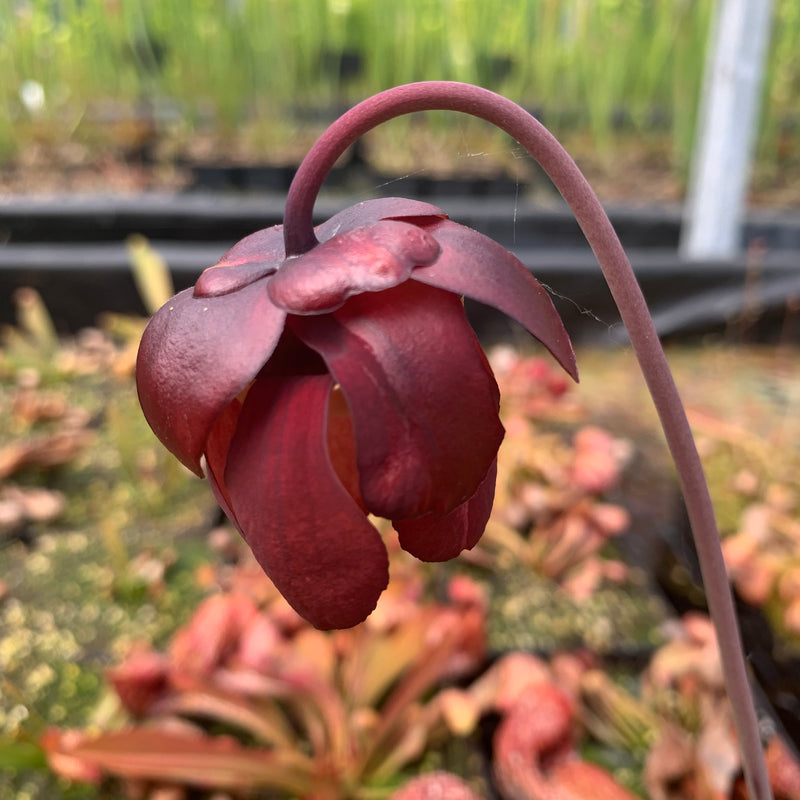 Sarracenia psittacina var. psittacina - Appalachicola, Florida – Hewitt ...