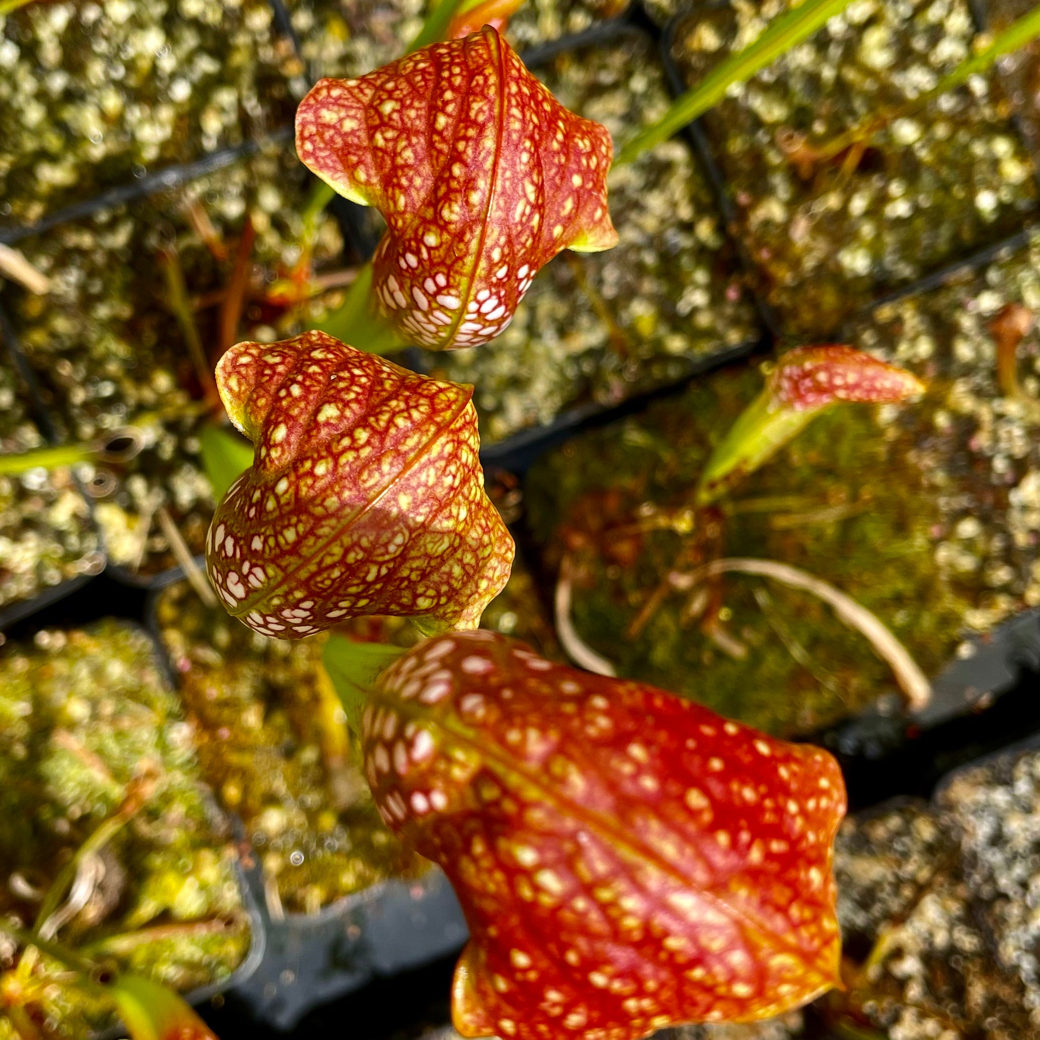 Sarracenia cv. 'Judy'