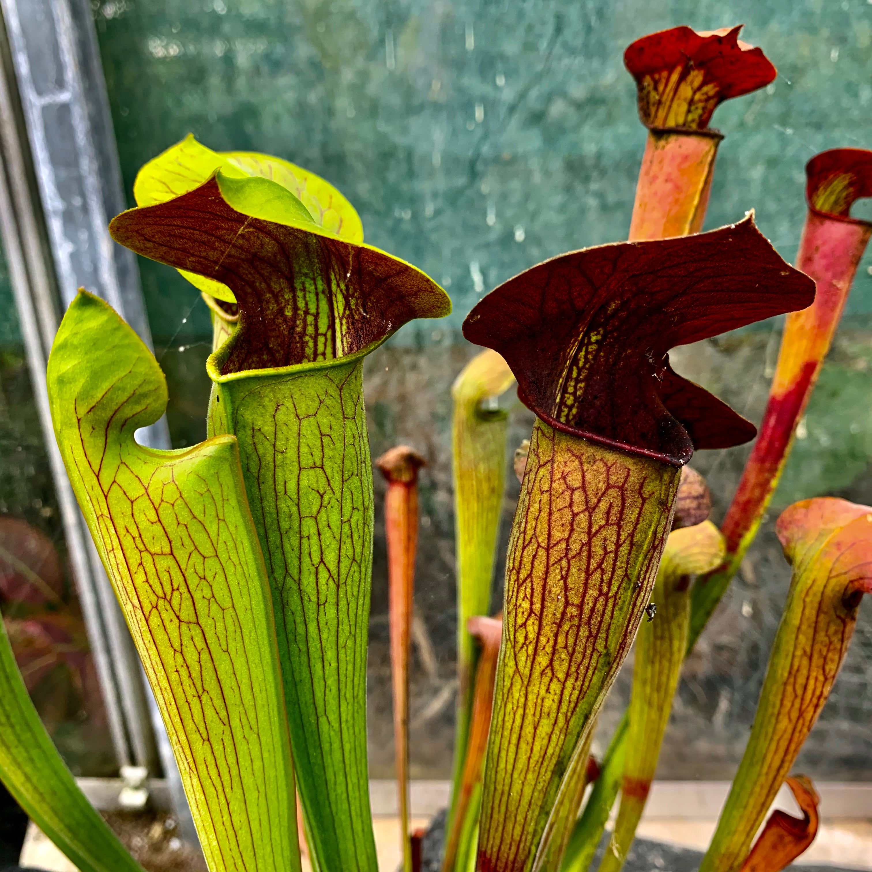 Sarracenia alata var. rubrioperculata - White's Crossing, DeSoto, Stone Co., Mississippi