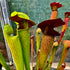 Sarracenia alata var. rubrioperculata - White's Crossing, DeSoto, Stone Co., Mississippi