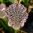 Sarracenia leucophylla var. leucophylla - cv. 'Helmut's Delight'