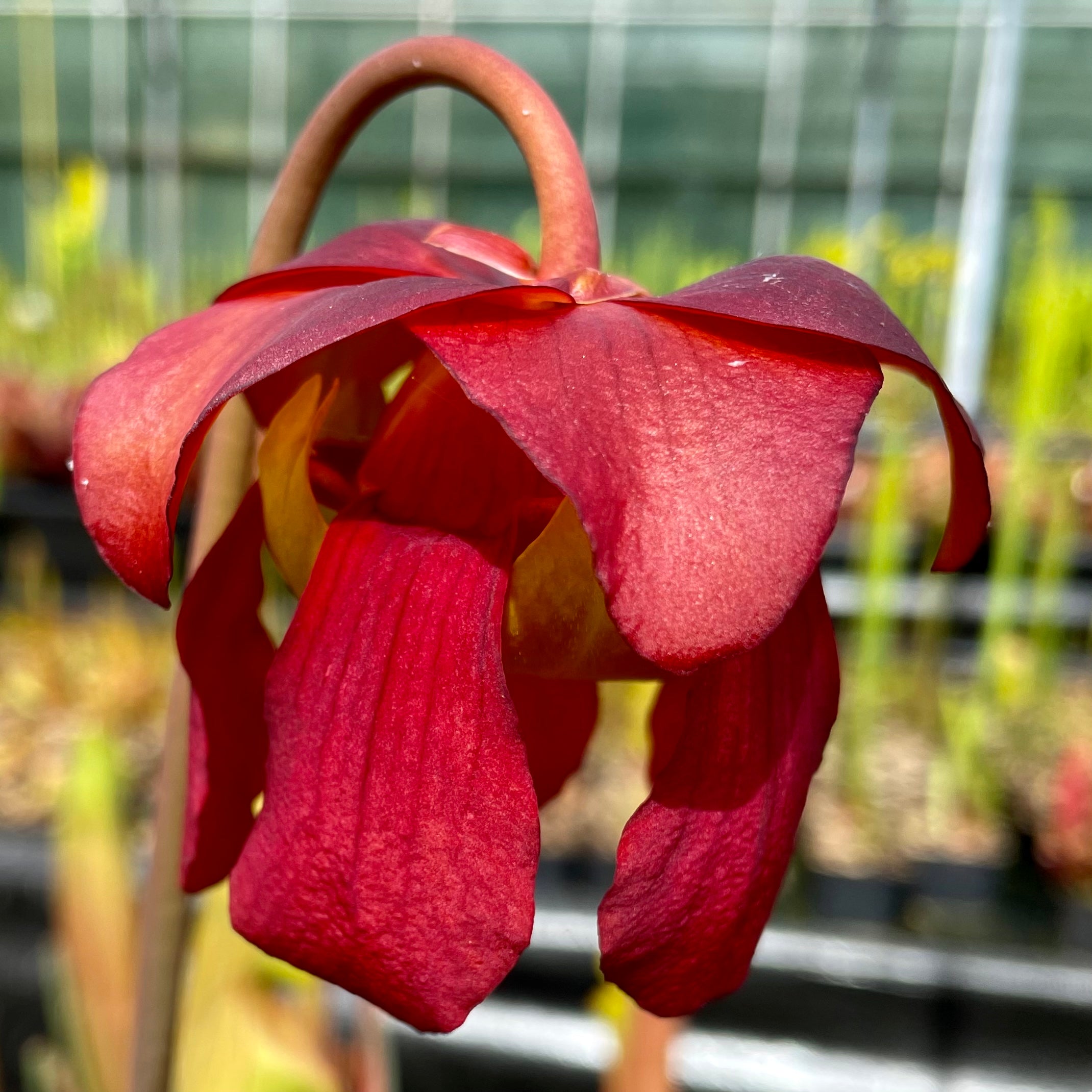 Sarracenia cv. 'Constance Healy'