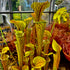 Sarracenia oreophila var. ornata - Sand Mountain, Georgia