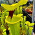 Sarracenia flava var. rugelii - Giant Robust Plant