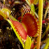 Dionaea muscipula - Green Swamp, NC