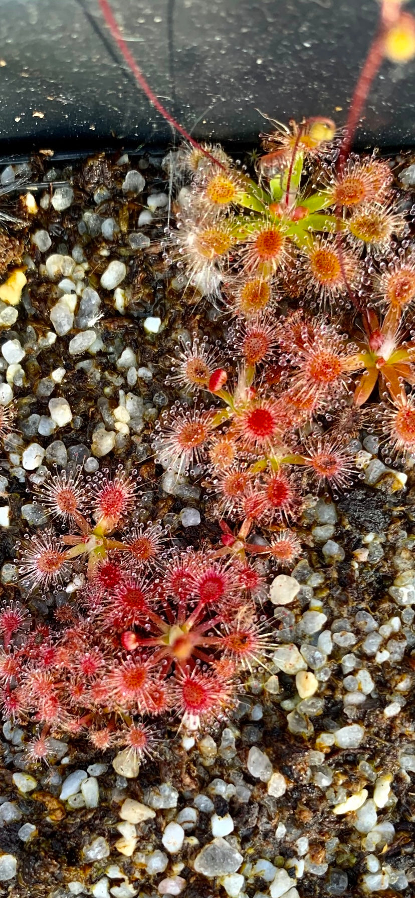 Drosera pulchella