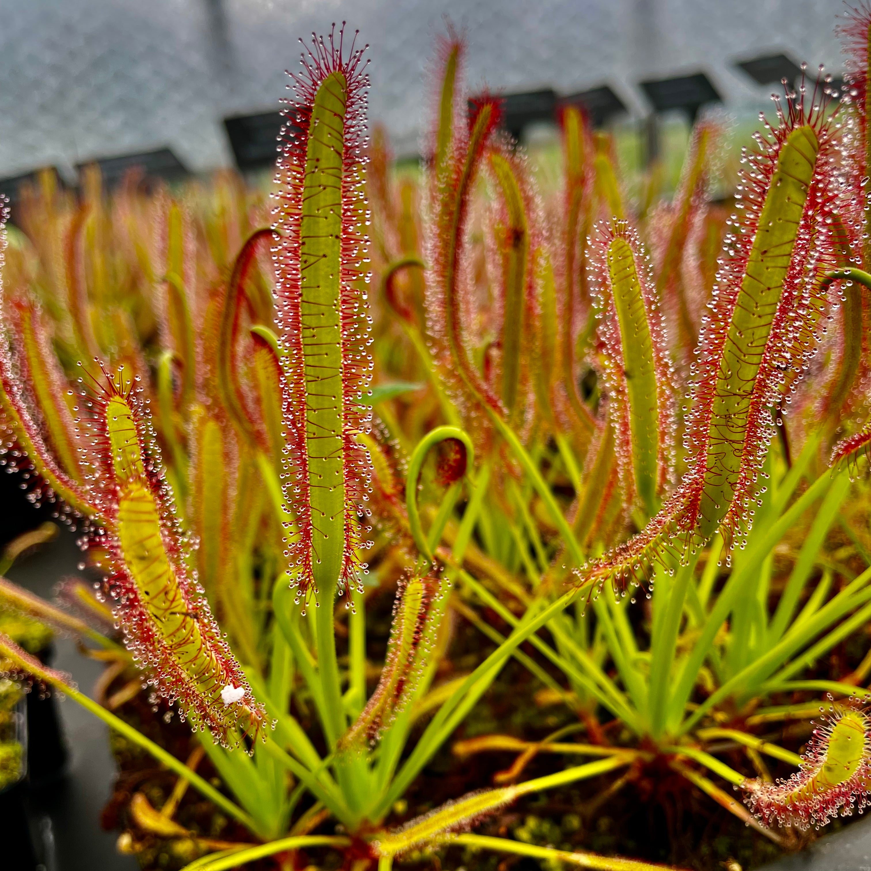 Drosera capensis - Bot River, Western Cape, South Africa