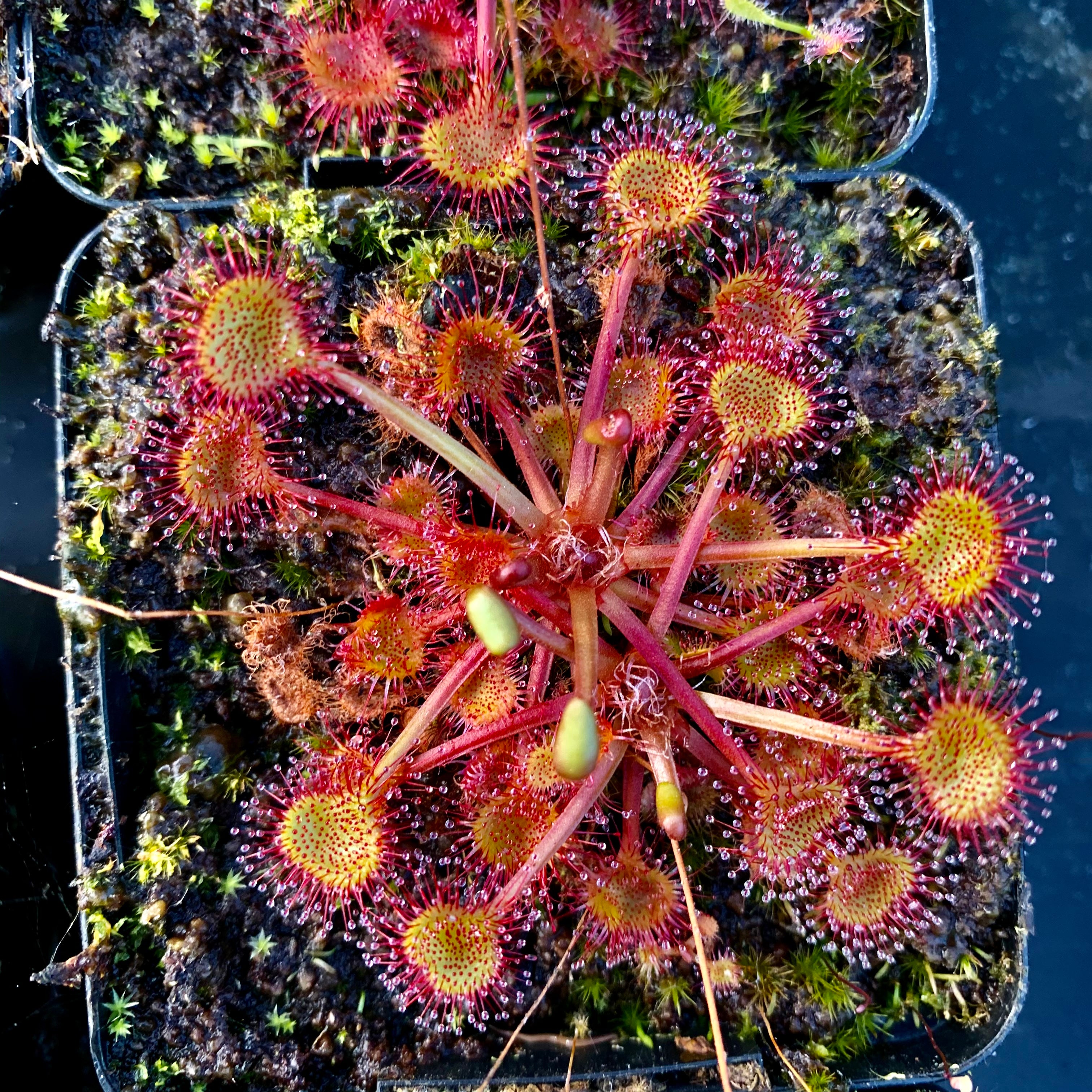 Drosera rotundifolia