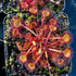 Drosera rotundifolia