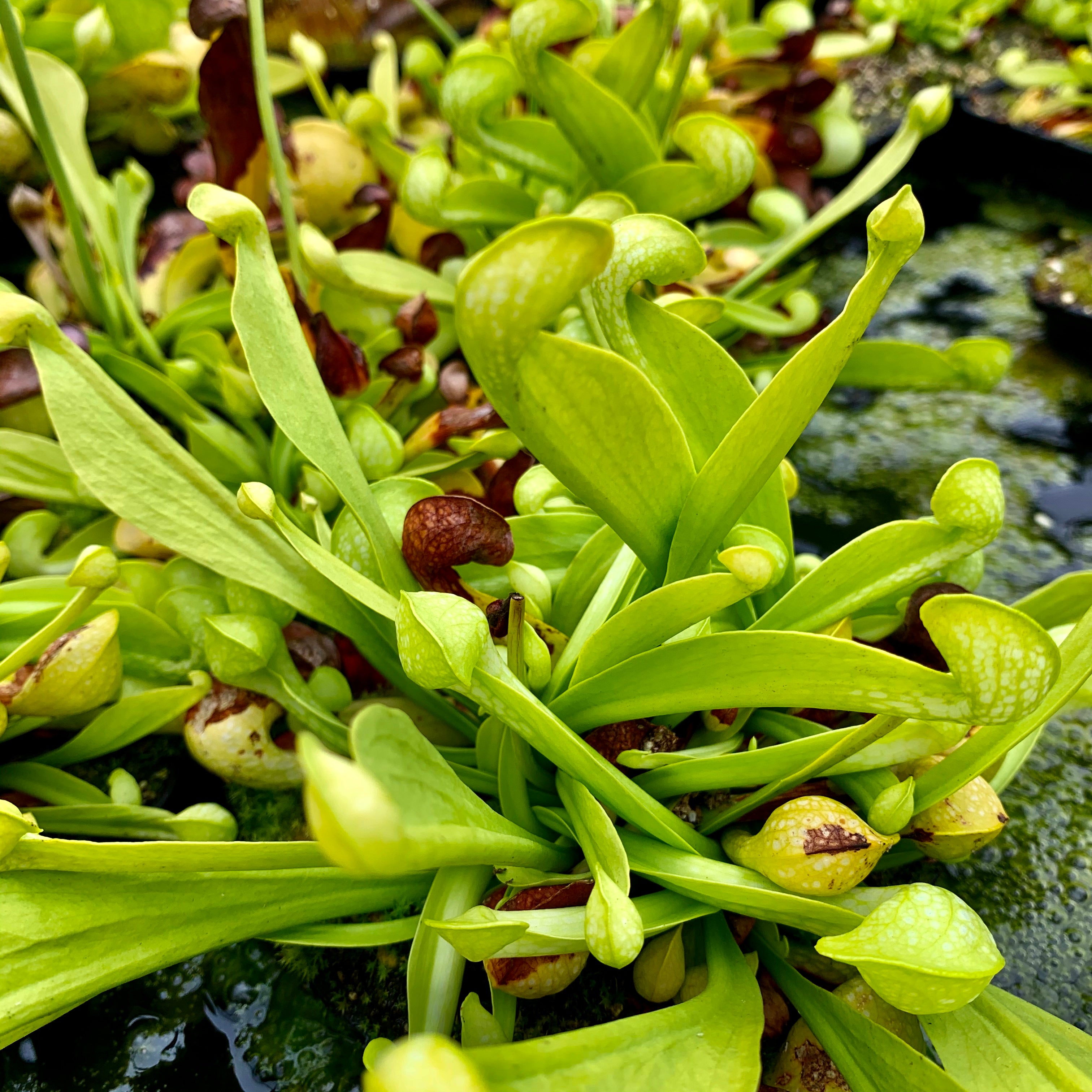 Sarracenia psittacina var. psittacina f. viridescens - Wewahitchka, Gulf Co., Florida