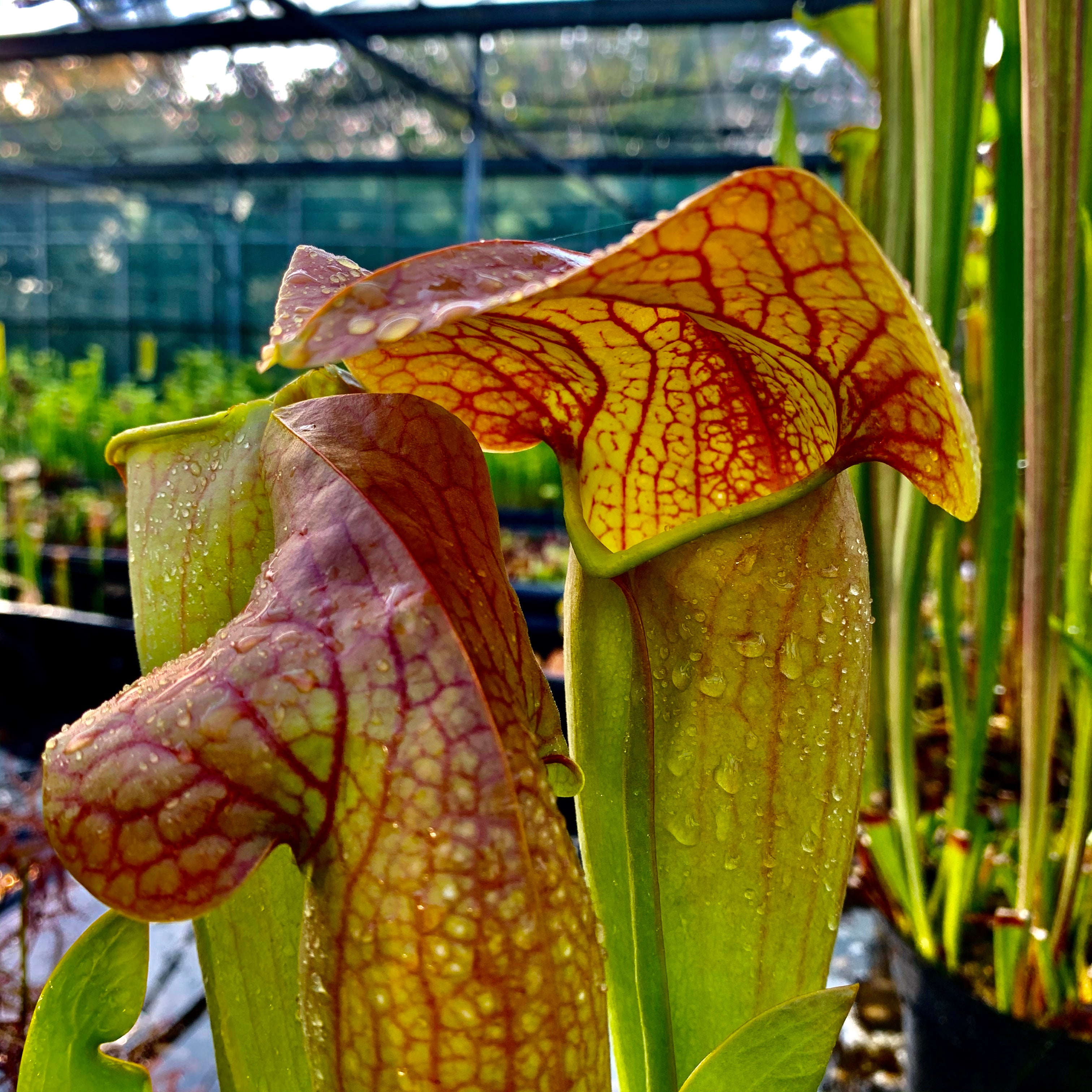 Sarracenia cv. ‘Norman Parker’