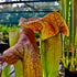 Sarracenia cv. ‘Norman Parker’