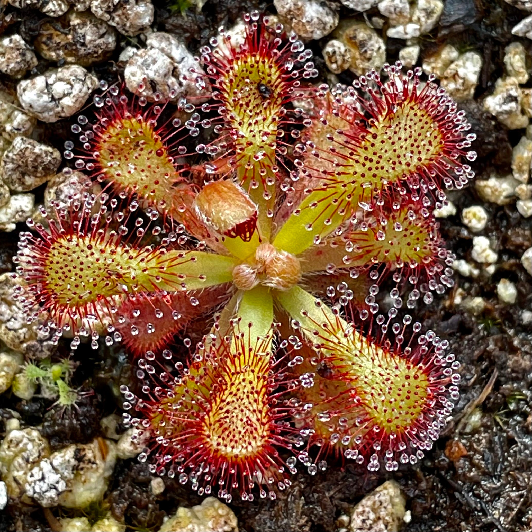 Drosera venusta - Tsitsikama National Park