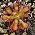 Drosera venusta - Tsitsikama National Park