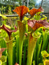 Sarracenia flava - Inter-varietal hybrid.