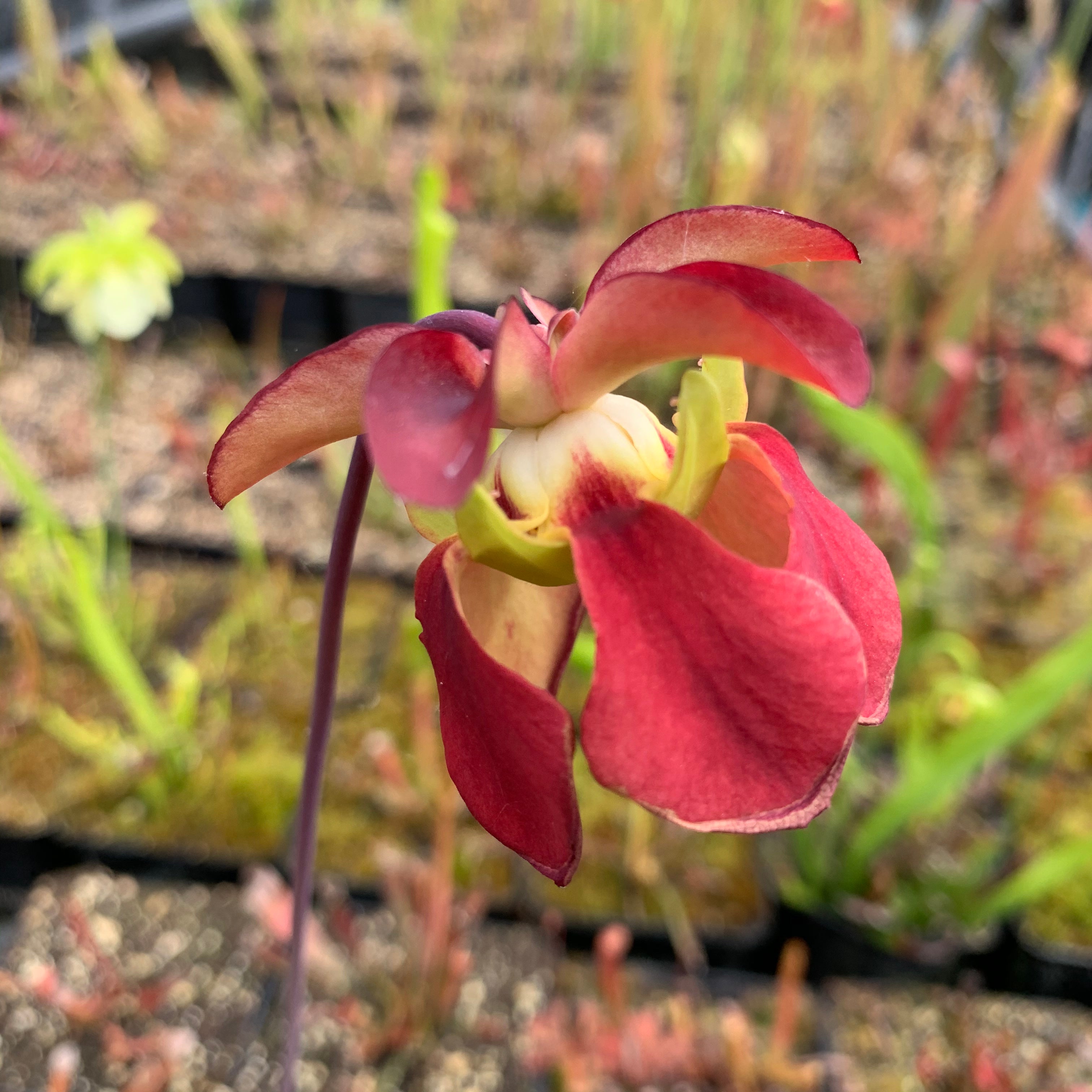 Sarracenia rubra subsp. gulfensis – Red, Pond Site, Eglin Reserve, Okaloosa Co., Florida