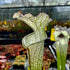 Sarracenia leucophylla var. leucophylla - Green & White, Ben's Bog, Perdido, Baldwin Co., Alabama