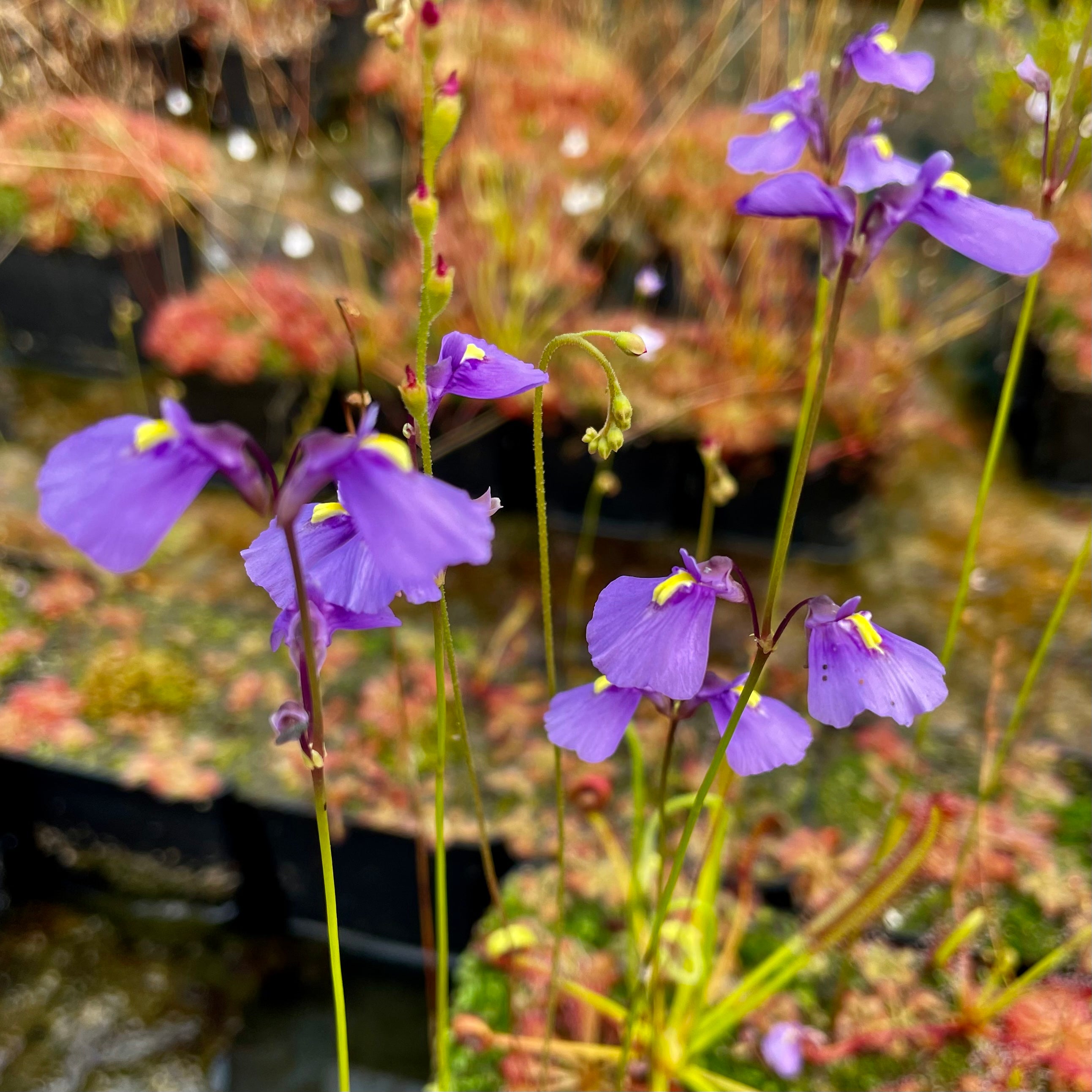 Utricularia dichotoma - Tasmania