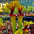 Sarracenia flava var. ornata - Apalachicola, Franklin Co., Florida (F88)