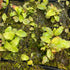 Utricularia longifolia - Serra do Almas, Brazil