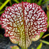 Sarracenia leucophylla var. leucophylla - Pink Lip, Franklin County, Florida