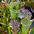 Sarracenia leucophylla var. leucophylla - Pubescent, Gas Station Site, Perdido, Baldwin Co., Alabama