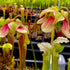 Sarracenia x excellens - minor x leucophylla