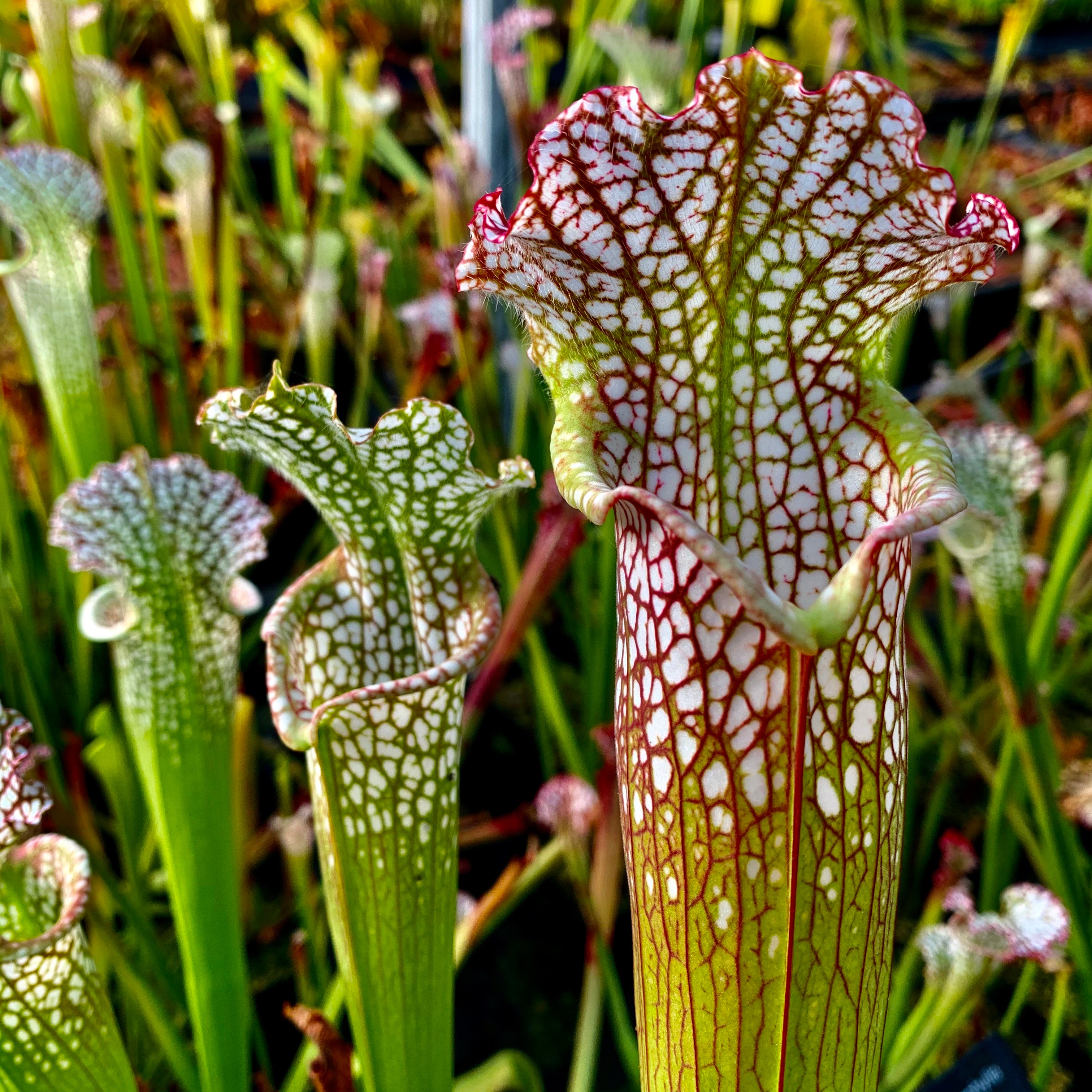 Sarracenia leucophylla var. leucophylla - Avalon Beach, Santa Rosa Co., Florida