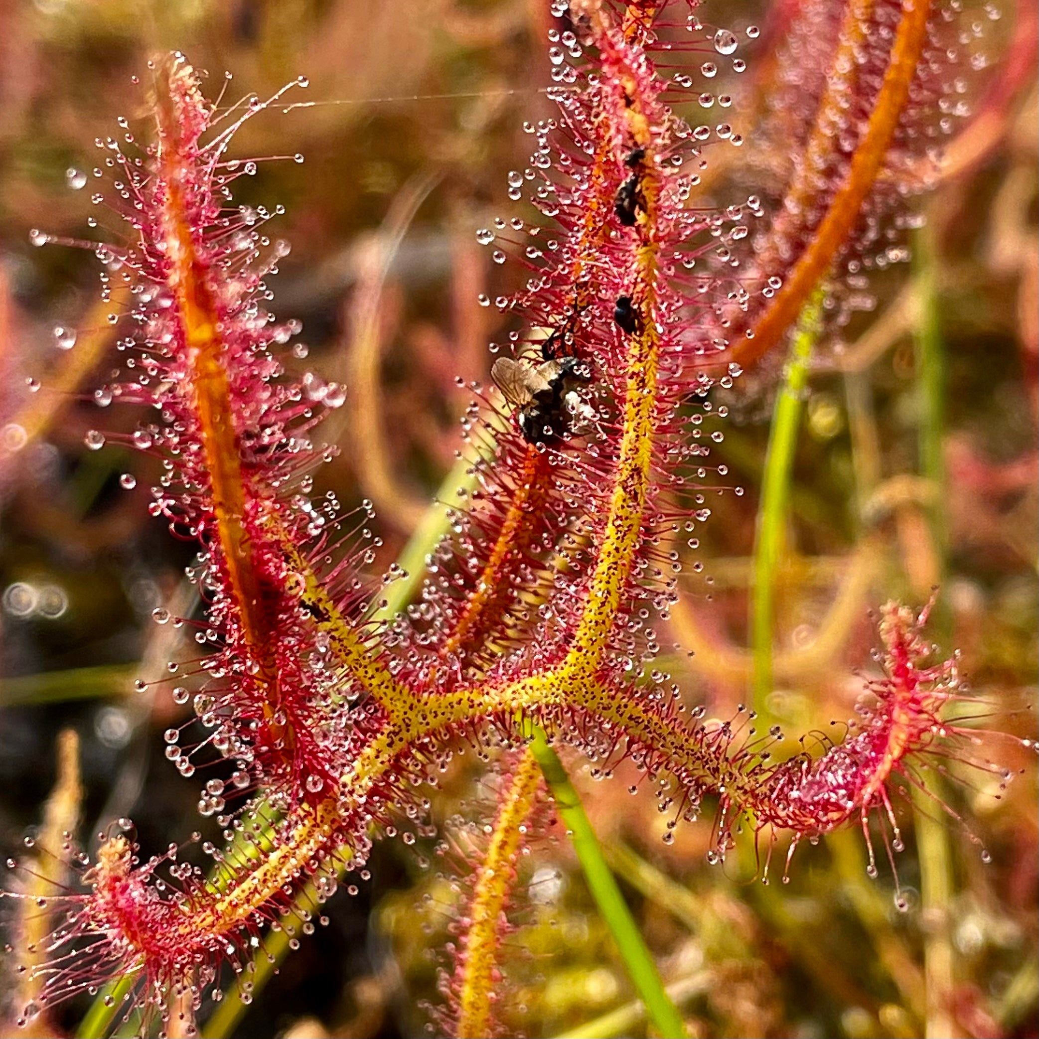 Drosera binata - Blackheath, Blue Mountains, New South Wales, Australia DBI-10