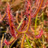 Drosera binata - Blackheath, Blue Mountains, New South Wales, Australia DBI-10