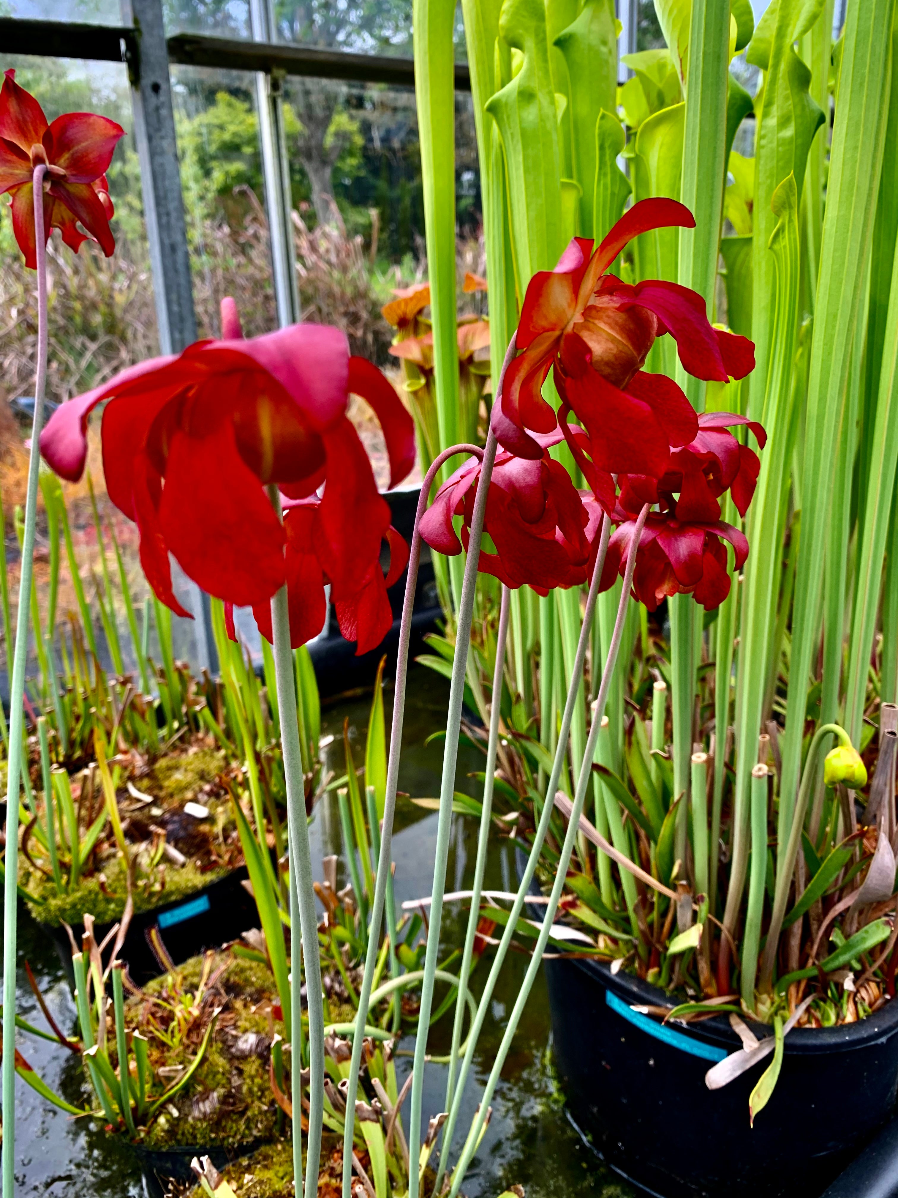 Sarracenia leucophylla var. leucophylla - Pubescent, Perdido, Baldwin Co., Alabama