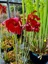 Sarracenia leucophylla var. leucophylla - Pubescent, Perdido, Baldwin Co., Alabama