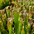 Sarracenia leucophylla var. leucophylla - Bens Bog, Baldwin Co., Alabama