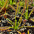 Drosera capensis - South Africa