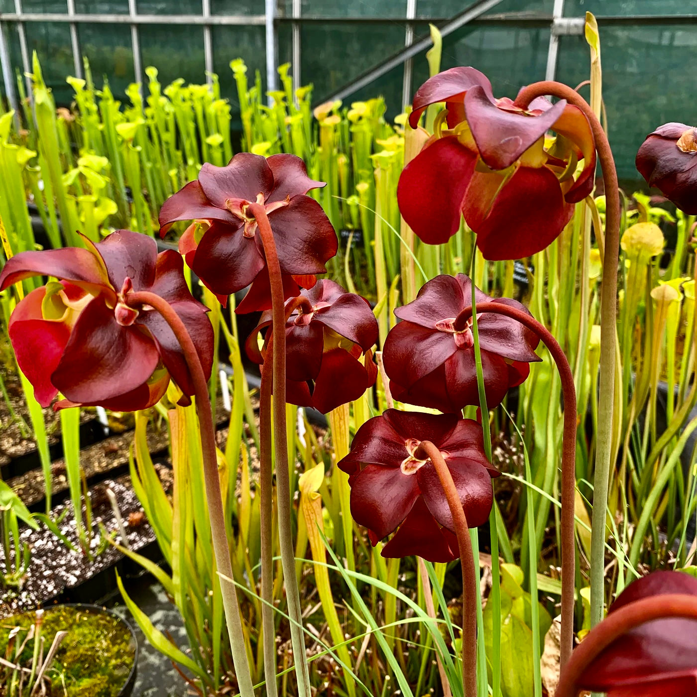 Sarracenia purpurea subsp. purpurea