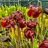 Sarracenia purpurea subsp. purpurea