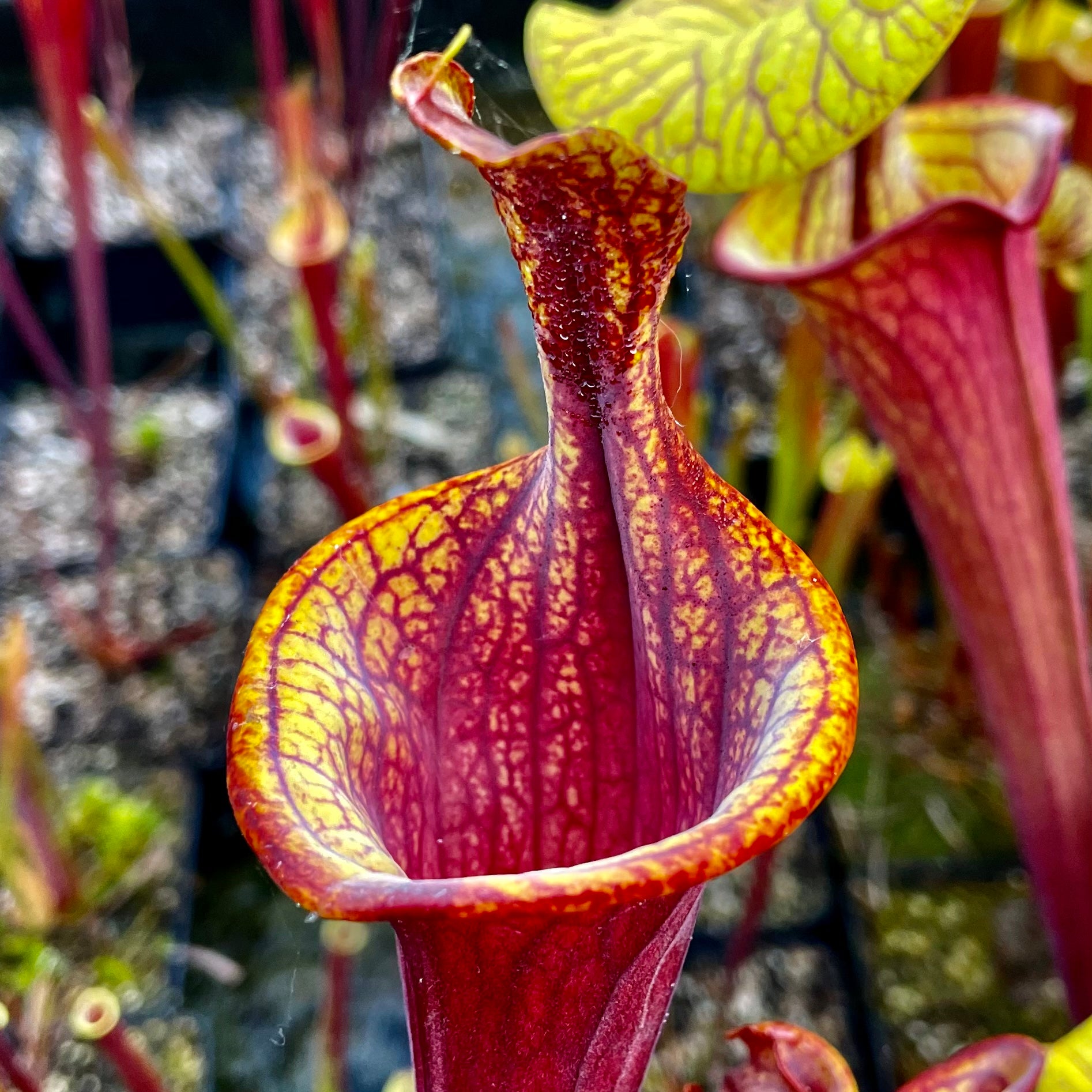 Sarracenia flava var. rubricorpora - Lidless form