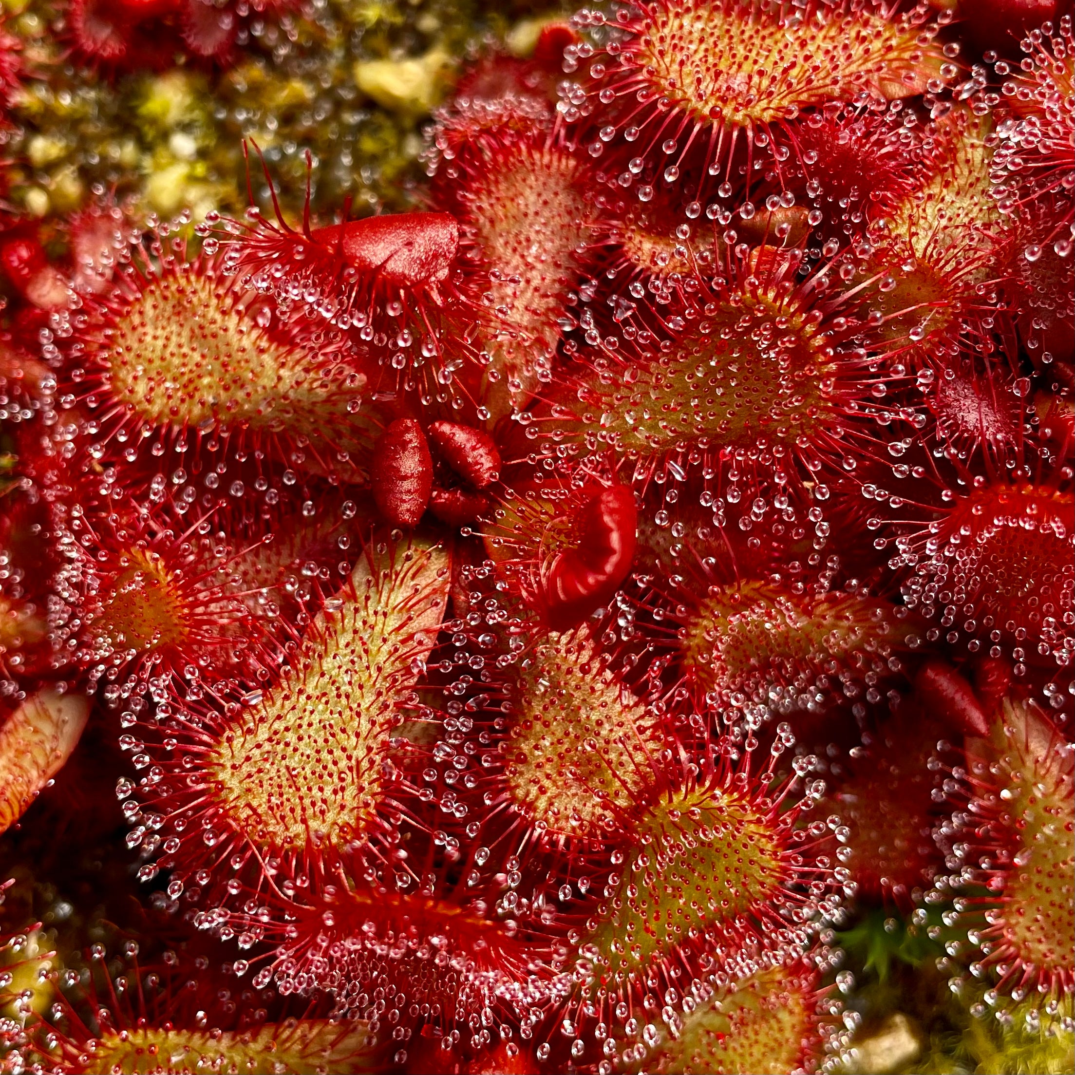 Drosera slackii - South Africa