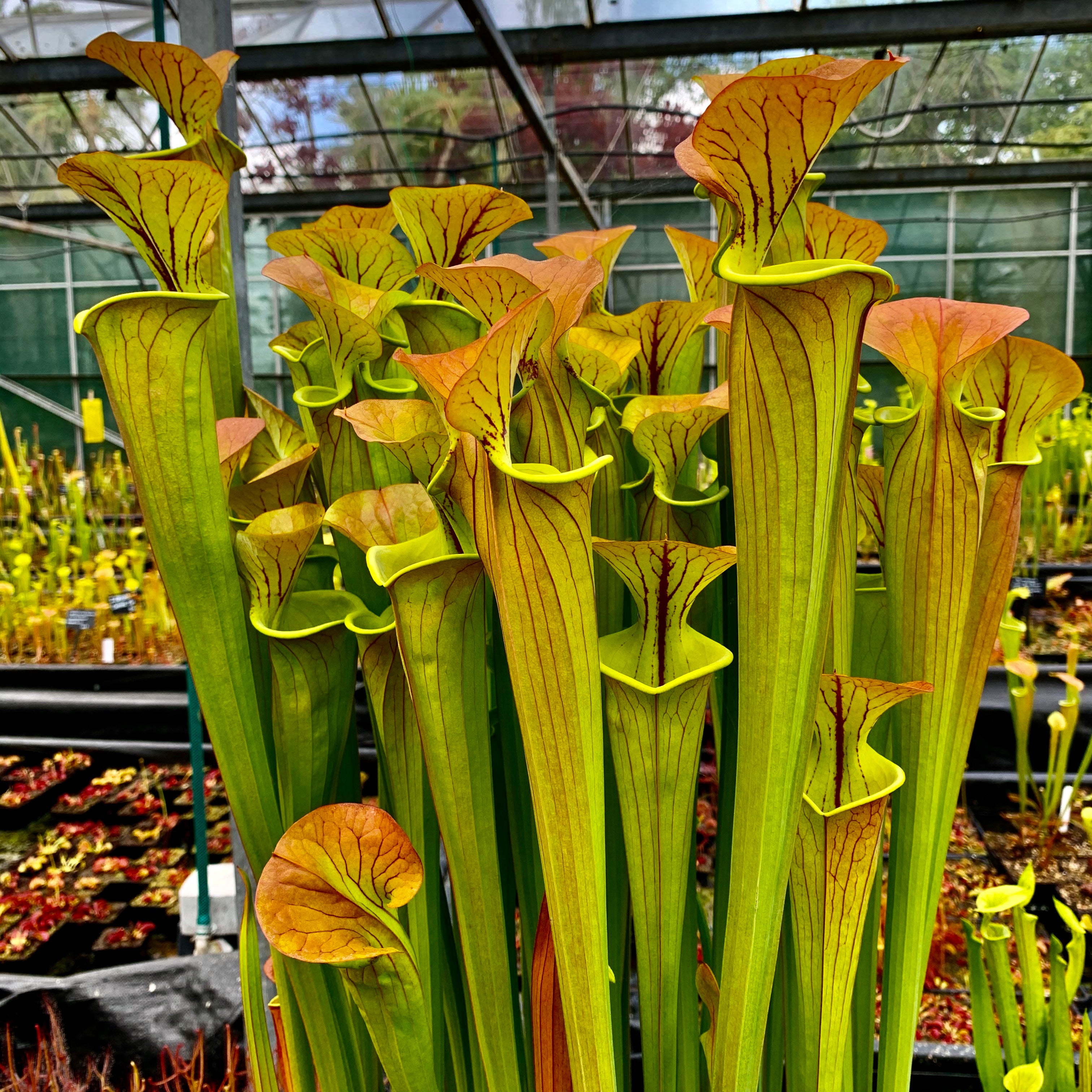 Sarracenia flava cv. ‘Maxima’ – Giant ‘selfed’ plant with copper top